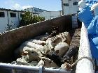 Entrenamiento en Bienestar Animal