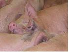 Auditoria de Bienestar Animales