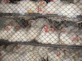 Animal Welfare